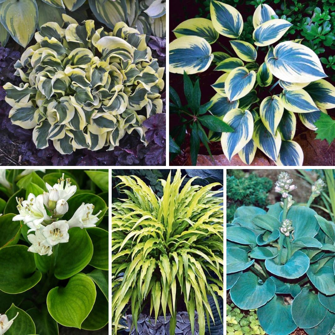 Hostas izlase Nr.4, 40gab