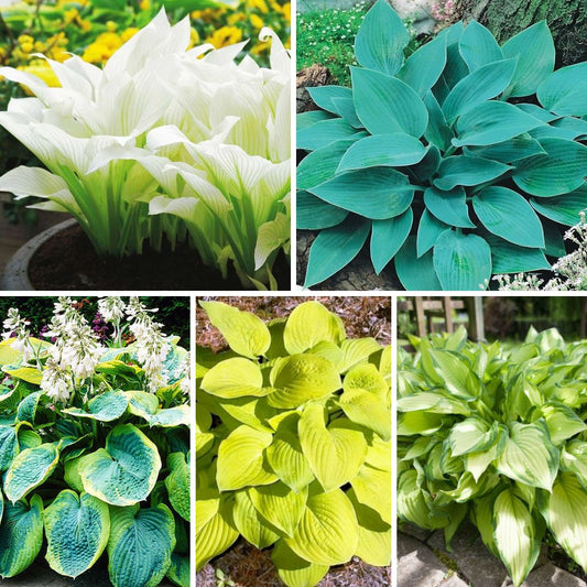 Hostas izlase Nr.3, 40gab