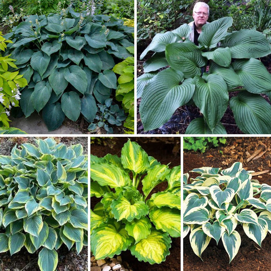 Hostas izlase Nr.1, 40gab