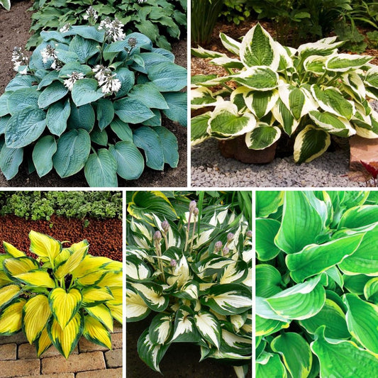 Hostas izlase Nr.2, 40gab