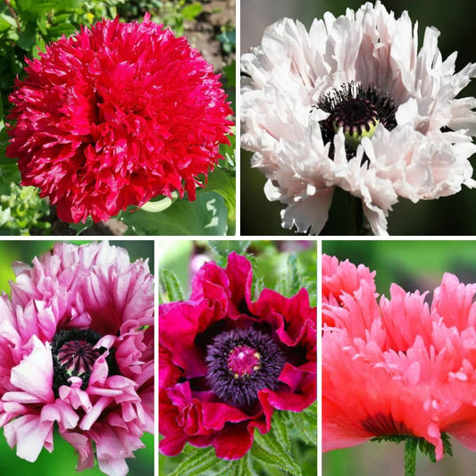 Magones Izlase 20gab