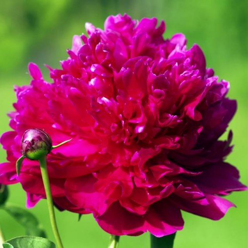 Peonijas JADWIGA 6gab