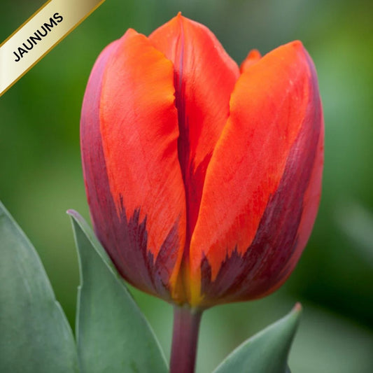 Tulpes triumfa HERMITAGE 12/+ 80gab