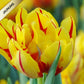 Tulpes pildītās MONSELLA 12/+ 60gab