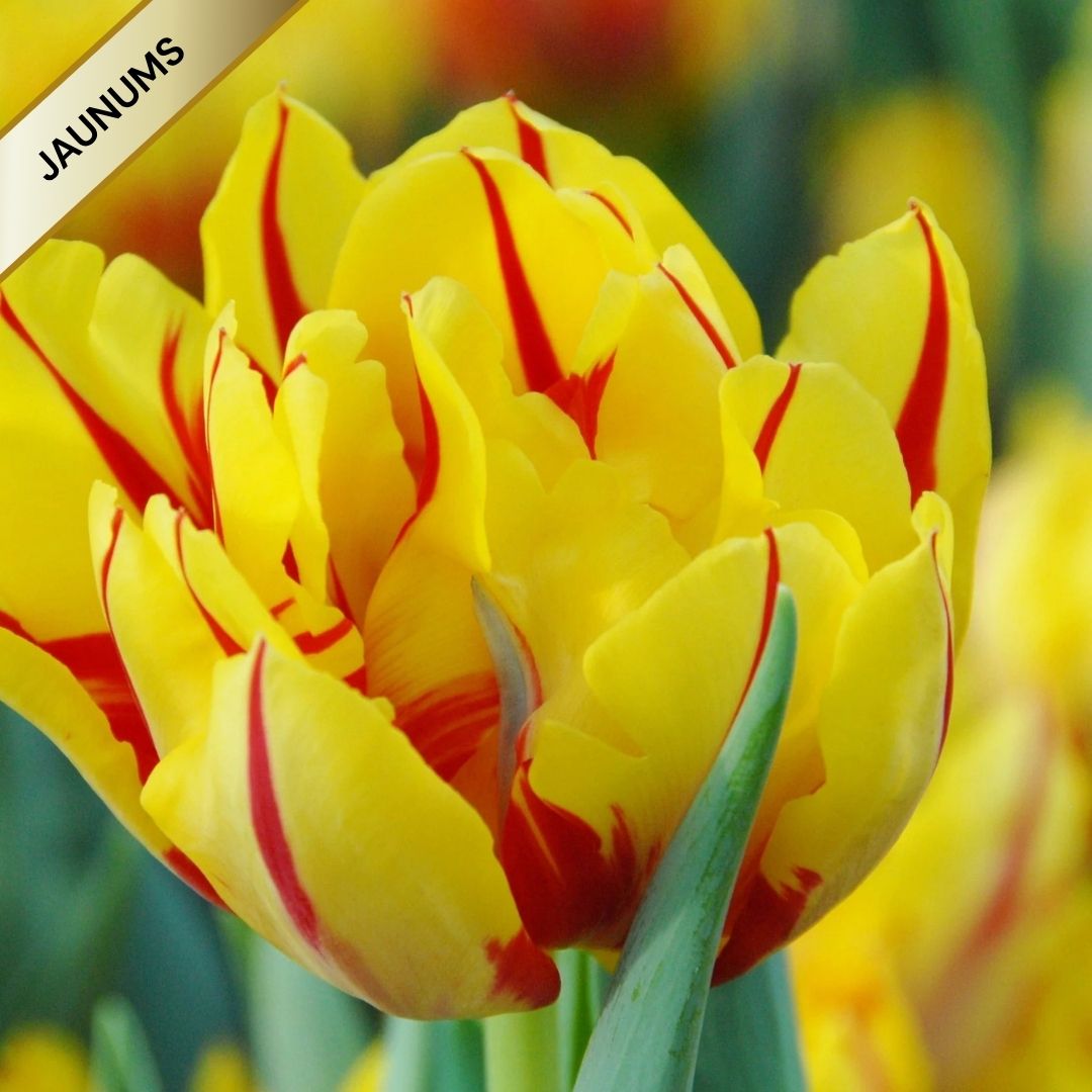 Tulpes pildītās MONSELLA 12/+ 60gab