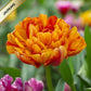Tulpes pildītās SUN LOVER 12/+ 60gab