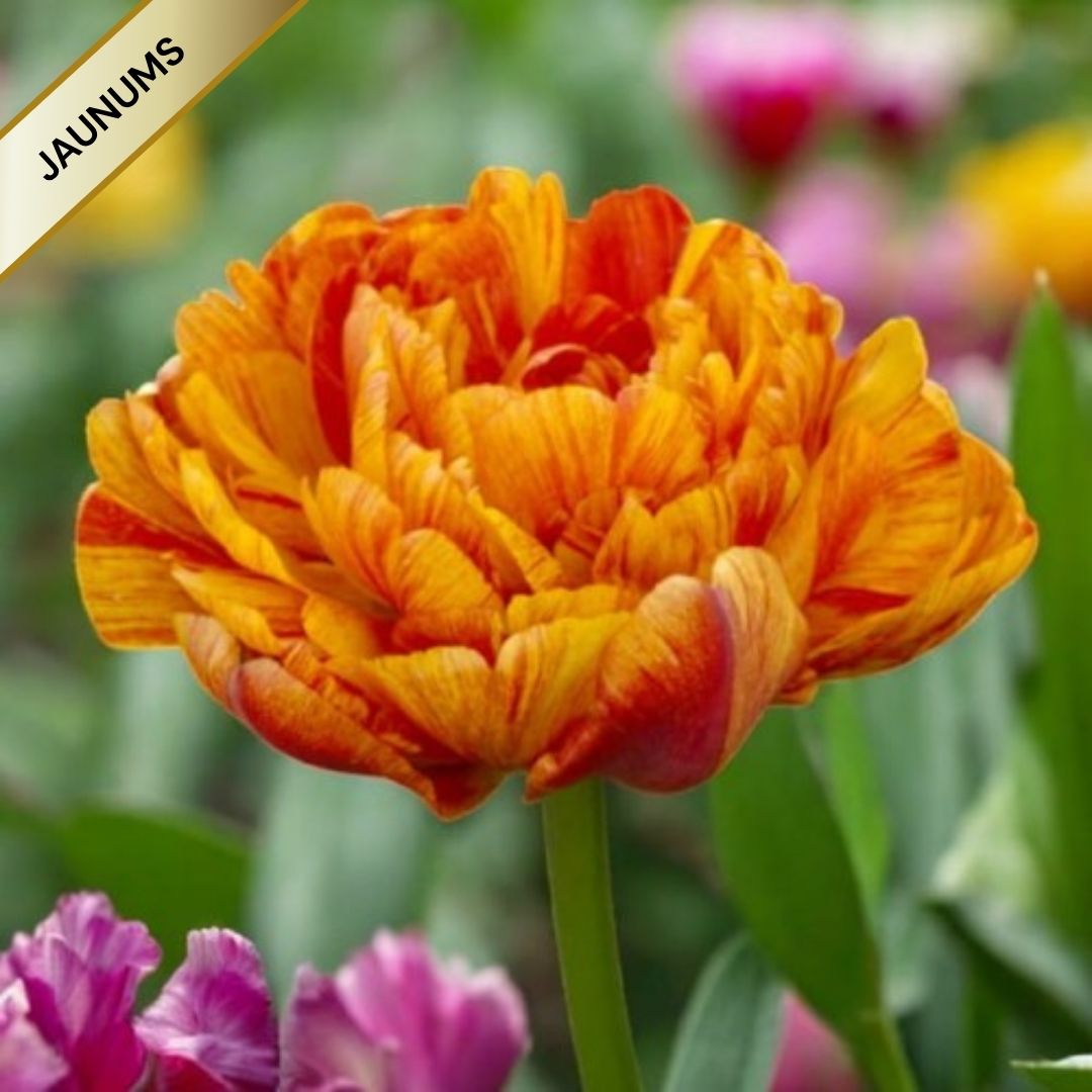 Tulpes pildītās SUN LOVER 12/+ 60gab