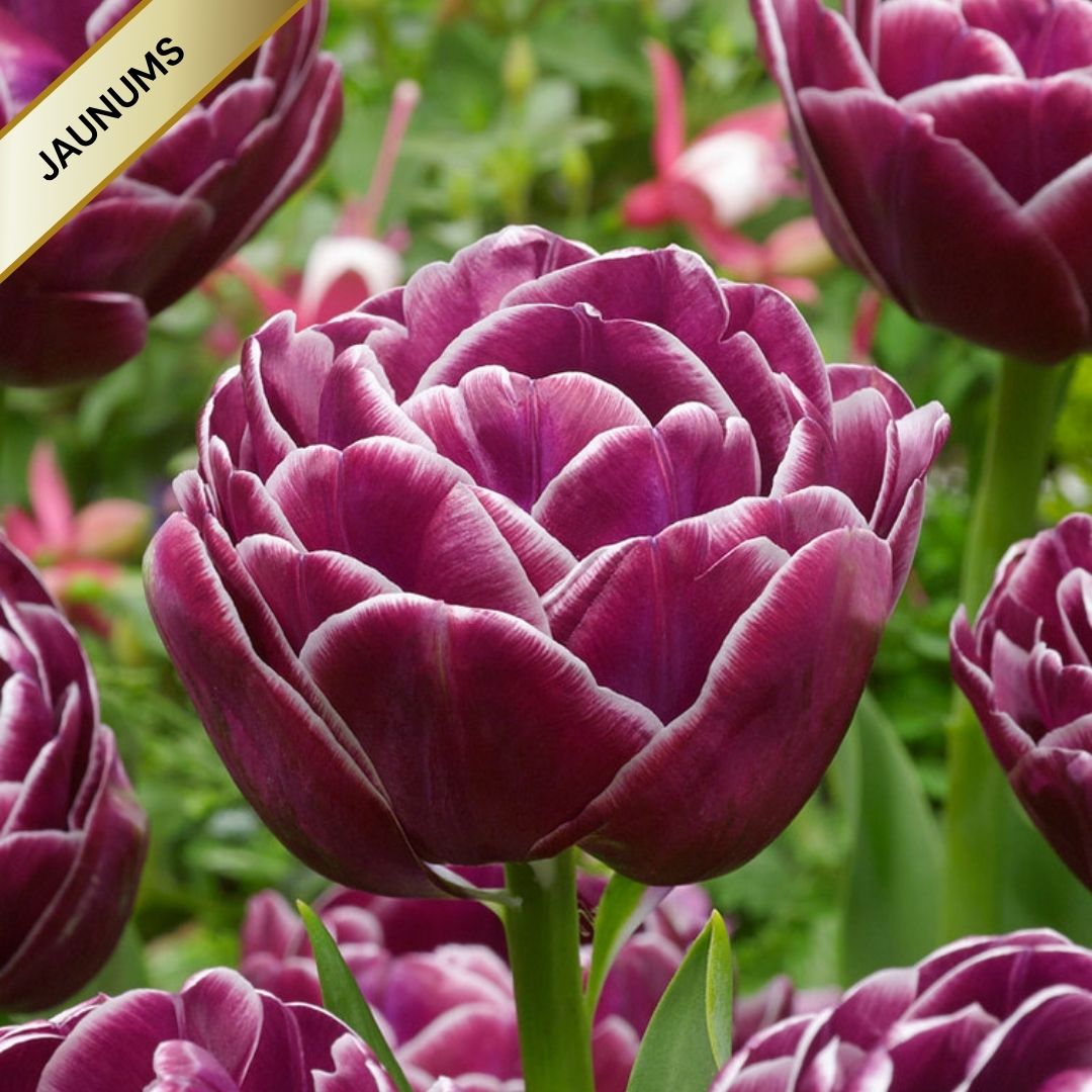 Tulpes pildītās DREAM TOUCH 12/+ 60gab