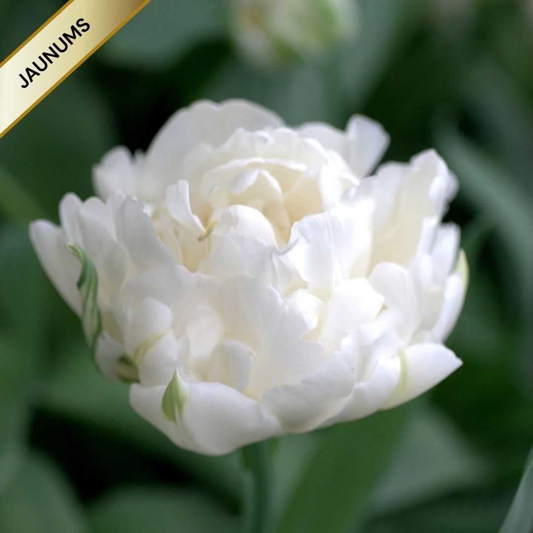 Tulpes pildītās MONDIAL 12/+ 60gab