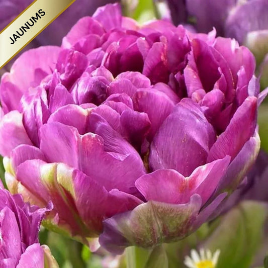 Tulpes pildītās CASTELLA 12/+ 60gab