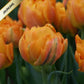 Tulpes pildītās ORCA 12/+ 60gab