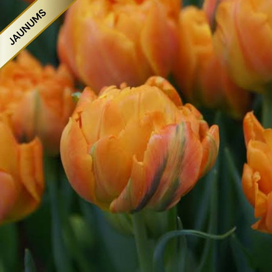Tulpes pildītās ORCA 12/+ 60gab