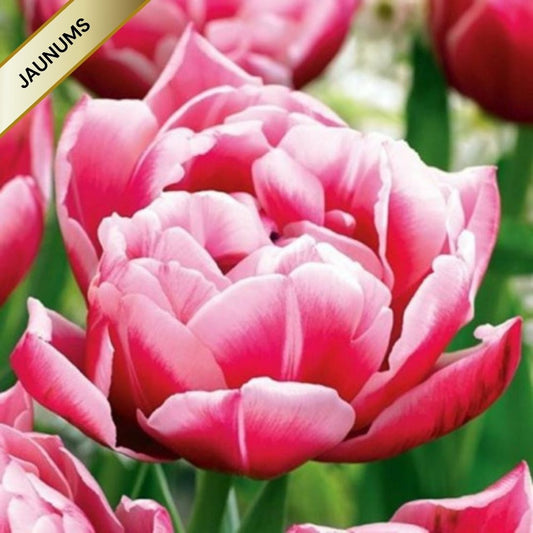 Tulpes pildītās COLUMBUS 12/+ 60gab
