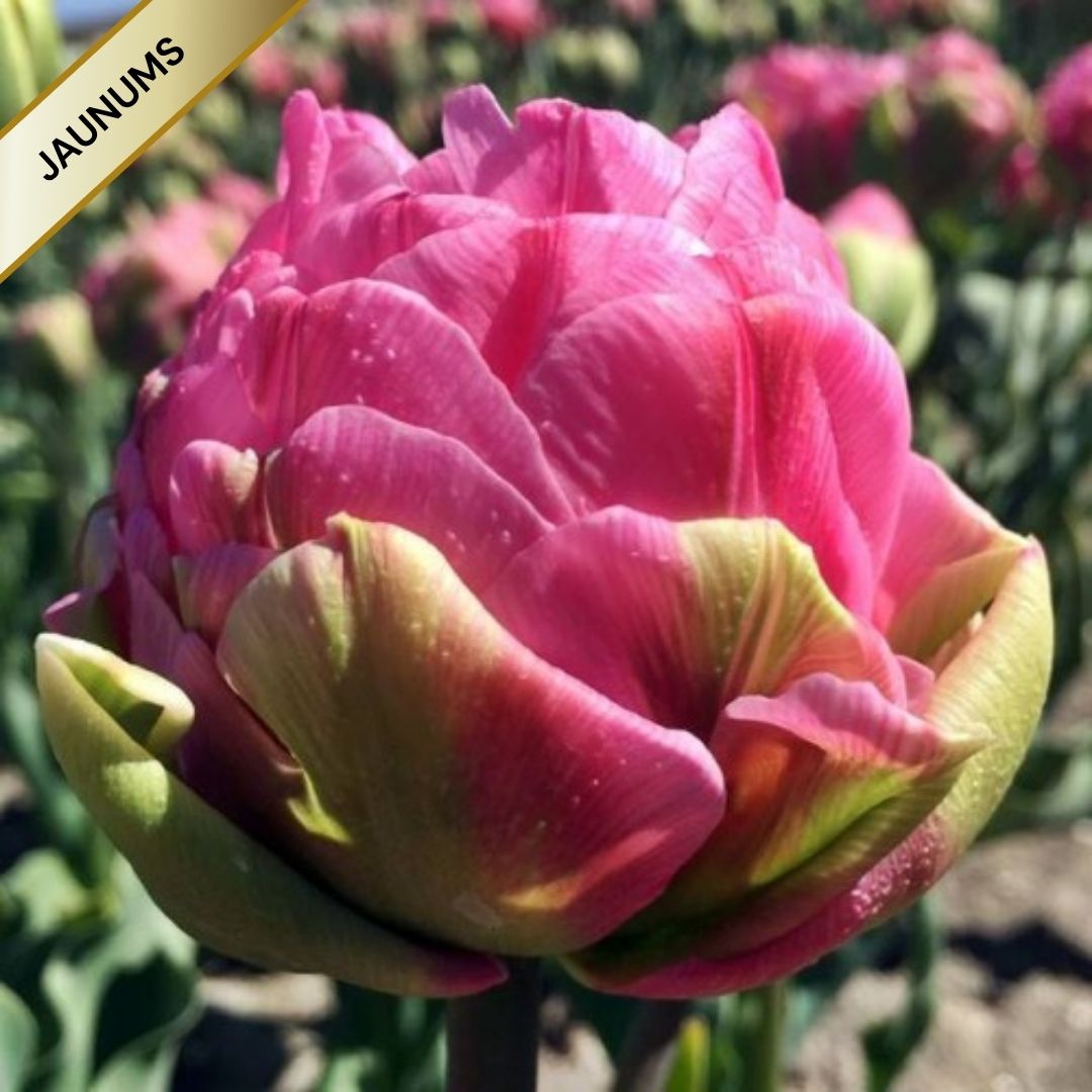Tulpes ledustulpes STRAWBERRY CREAM  12/+ 30gab