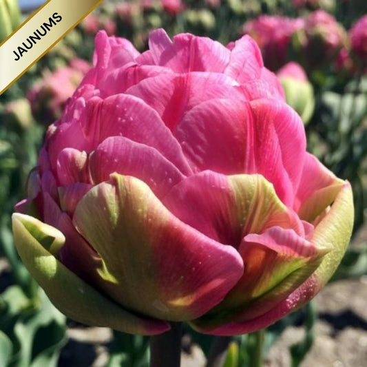 Tulpes ledustulpes STRAWBERRY CREAM  12/+ 30gab
