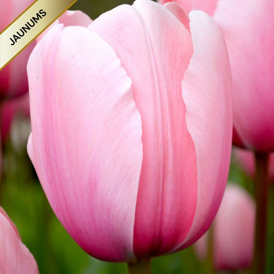 Tulpes Darvina SALMON IMPRESSION 12/+ 80gab