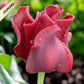 Tulpes triumfa RED DRESS 12/+ 60gab