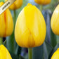Tulpes Darvina NOVI SUN 12/+ 80gab