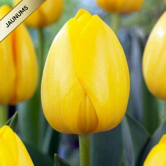 Tulpes Darvina NOVI SUN 12/+ 80gab