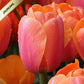 Tulpes Darvina APRICOT IMPRESSION 12/+ 80gab