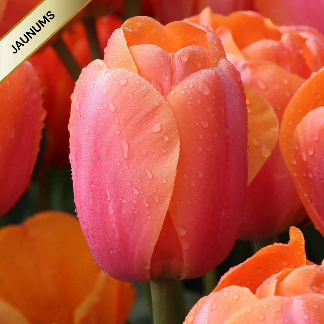 Tulpes Darvina APRICOT IMPRESSION 12/+ 80gab