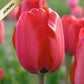 Tulpes Darvina RED IMPRESSION 12/+ 80gab