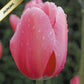Tulpes Darvina PINK IMPRESSON 12/+ 80gab