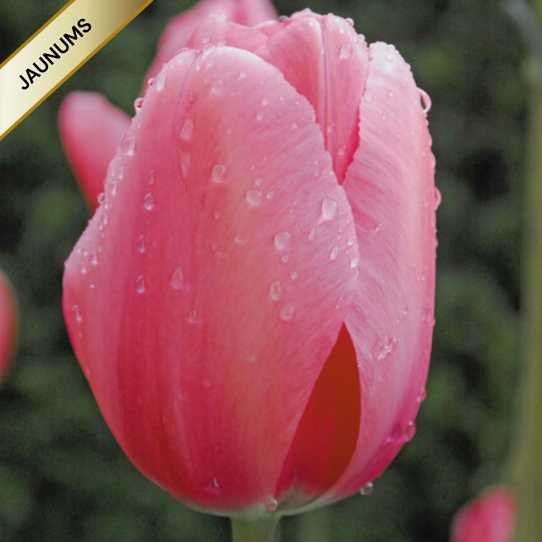 Tulpes Darvina PINK IMPRESSON 12/+ 80gab