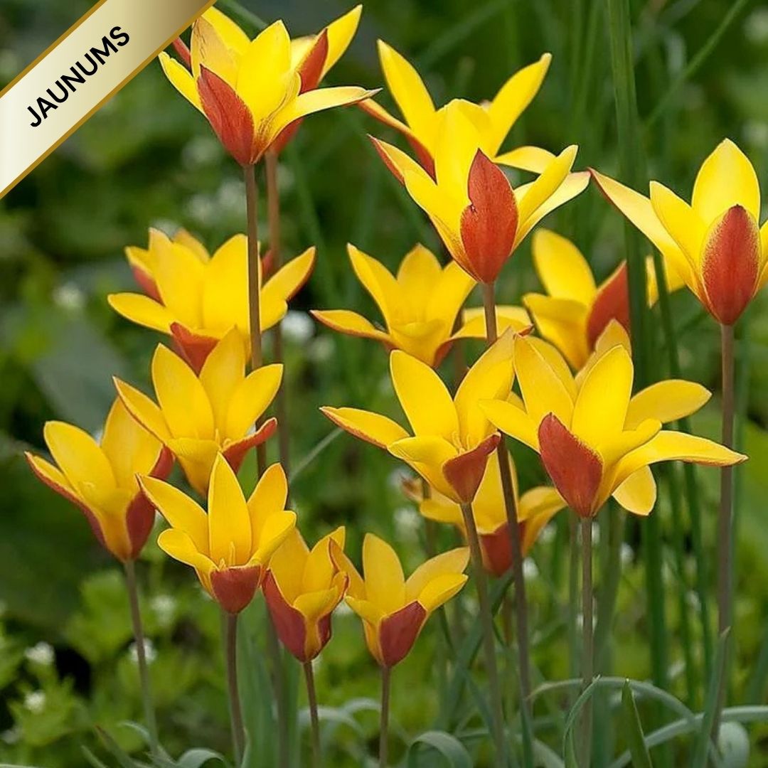 Tulpes botāniskās CLUSIANA VAR CHRYSANTHA 5/6 80gab