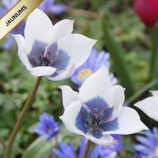 Tulpes botāniskās ALBA COERULEA OCULATA 5/6 80gab