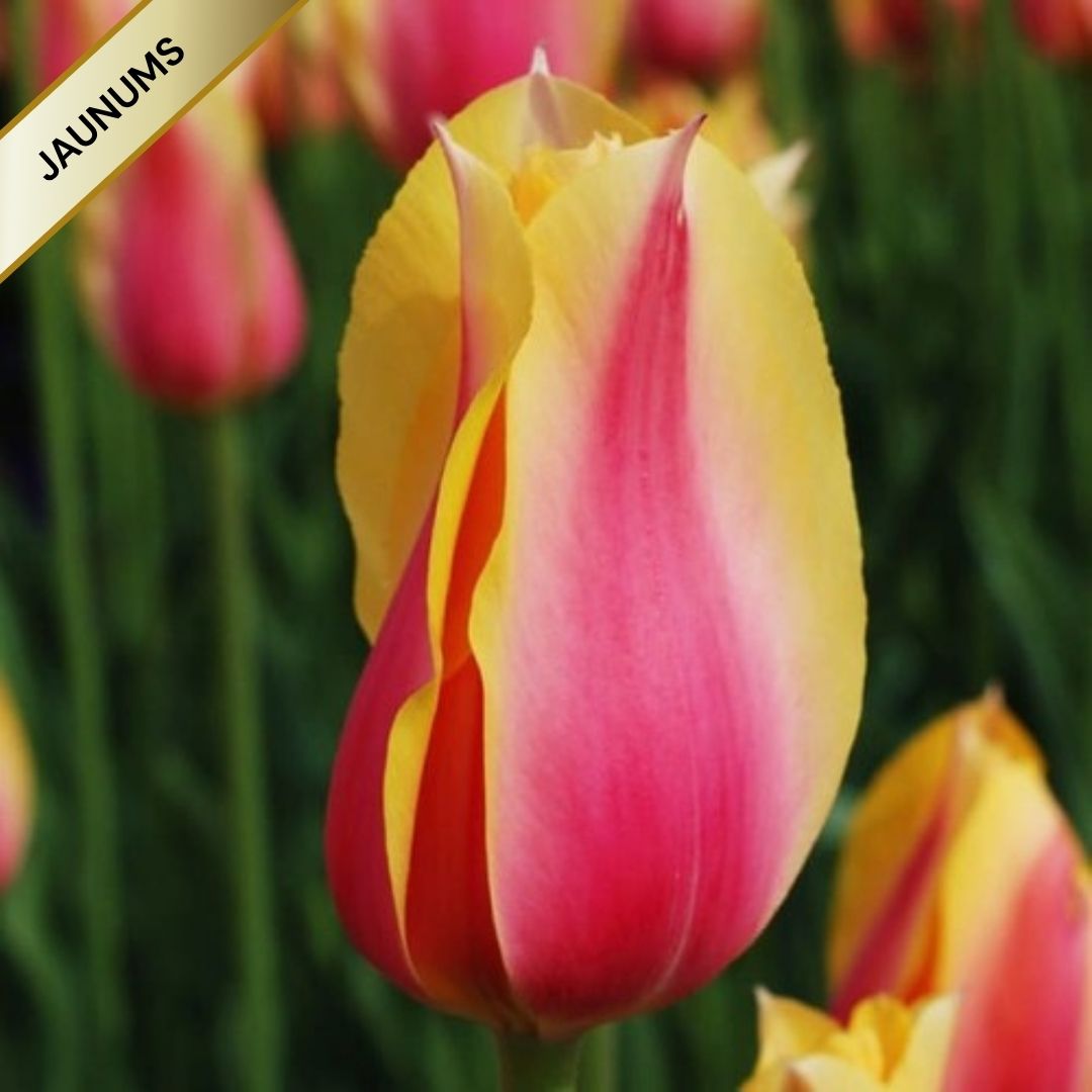 Tulpes triumfa BLUSHING LADY 11/12 80gab