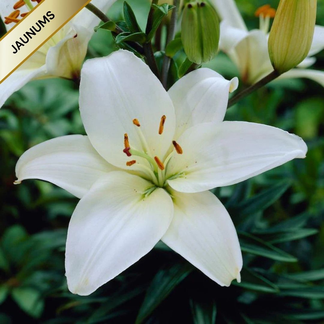 Lilijas Āzijas 'BRIGHT DIAMOND 16/18 20gab