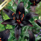 Lilijas Āzijas BLACKLIST 16/18 20gab