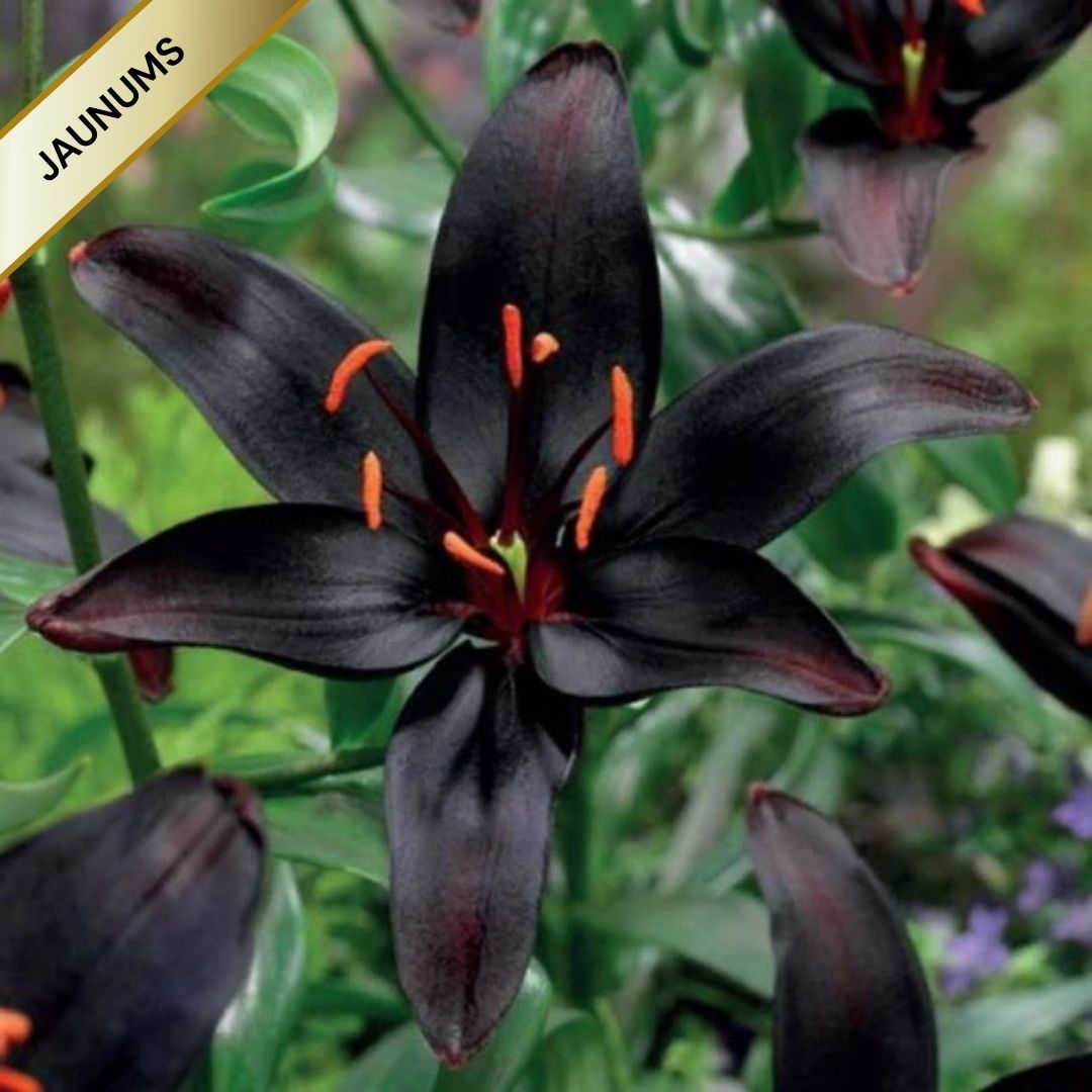 Lilijas Āzijas BLACKLIST 16/18 20gab