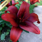 Lilijas Āzijas RAPID RED 16/18 20gab