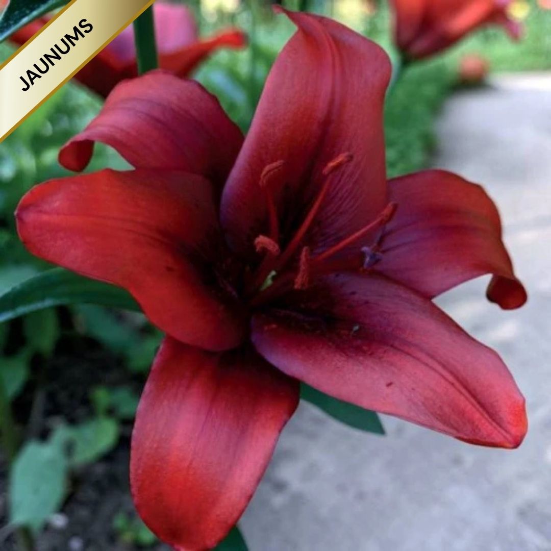 Lilijas Āzijas RAPID RED 16/18 20gab