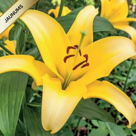 Lilijas Āzijas RAPID YELLOW 16/18 20gab