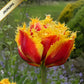 Tulpes bārkšziedu BAROQUE FIRE 12/+ 60gab