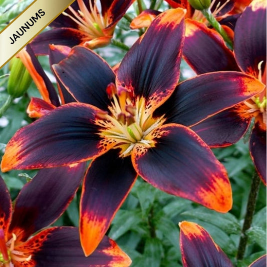 Lilijas Āzijas divkrāsu FOREVER SUSAN 14/16 20gab