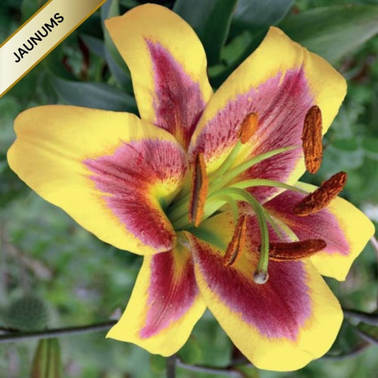 Lilijas Lilijkoks ROBERT SWANSON 16/18 20gab