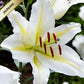 Lilijas Austrumu BAFERRARI 16/18 20gab