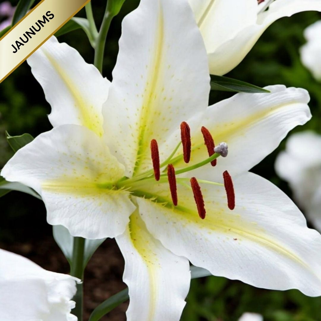 Lilijas Austrumu BAFERRARI 16/18 20gab