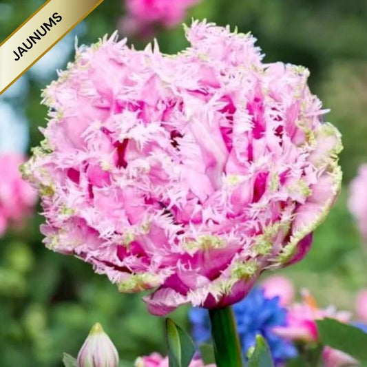 Tulpes bārkšziedu CAIRNS 11/12 60gab