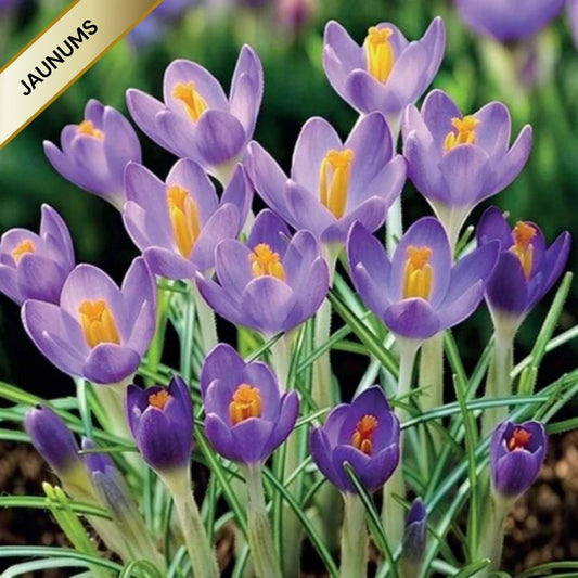 Krokusi botāniskie BARR'S PURPLE 5/7 100gab