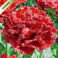 Tulpes bārkšziedu QATAR 12/+ 60gab