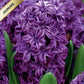 Hiacintes pildītās LILI PURPLE 14/15 20gab