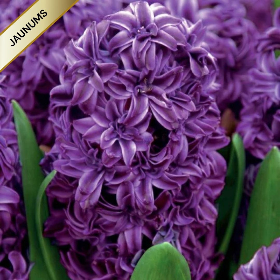 Hiacintes pildītās LILI PURPLE 14/15 20gab