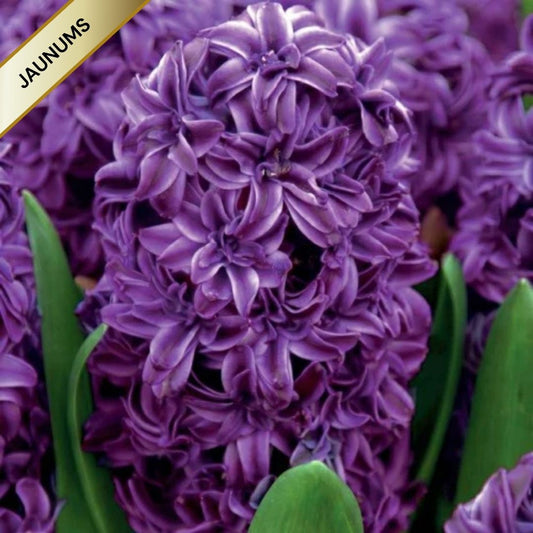Hiacintes pildītās LILI PURPLE 14/15 20gab