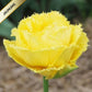 Tulpes bārkšziedu EXOTIC SUN 11/+ 60gab