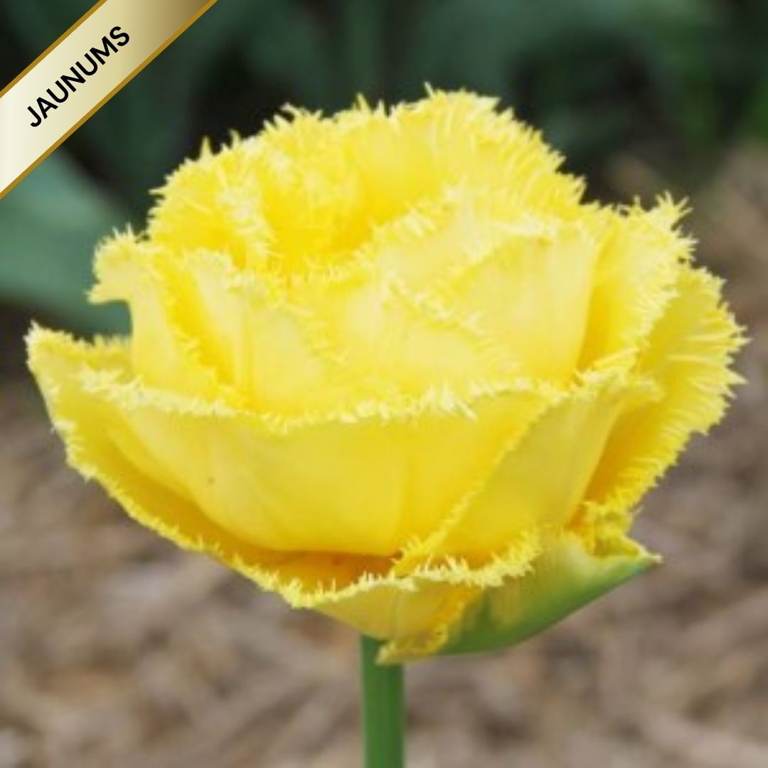 Tulpes bārkšziedu EXOTIC SUN 11/+ 60gab